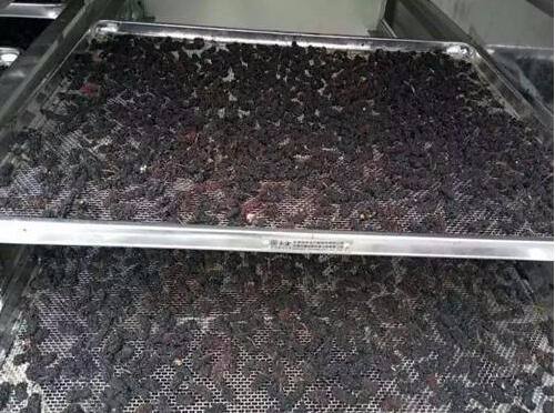 翔晟桑葚烘干机设备